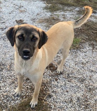 Lori, geb. ca. 01/2022, lebt in GRIECHENLAND, im städt. Tierheim Serres