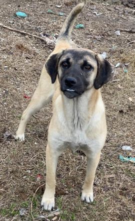 Lori, geb. ca. 01/2022, lebt in GRIECHENLAND, im städt. Tierheim Serres