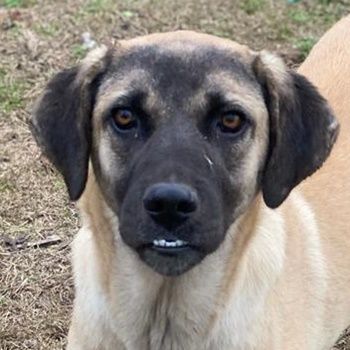 Lori, geb. ca. 01/2022, lebt in GRIECHENLAND, im städt. Tierheim Serres