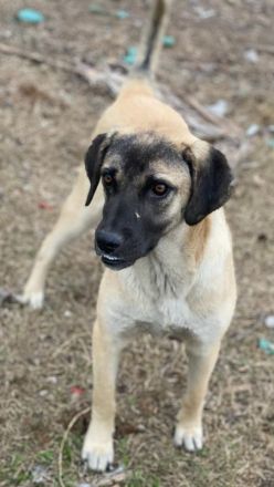 Lori, geb. ca. 01/2022, lebt in GRIECHENLAND, im städt. Tierheim Serres