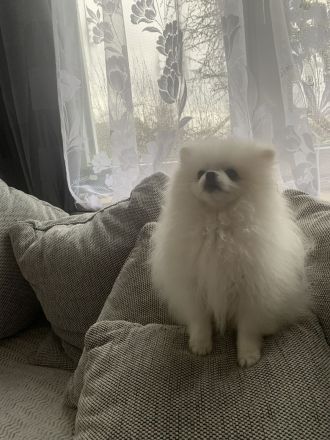Zwergspitz Pomeranian