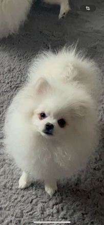 Zwergspitz Pomeranian