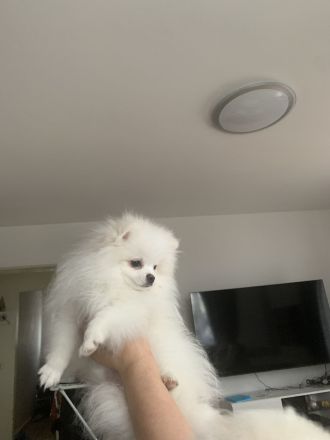 Zwergspitz Pomeranian