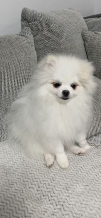 Zwergspitz Pomeranian