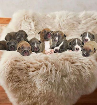 Weltklasse American Bully XL Welpen! (SCP/ICK/DPP)