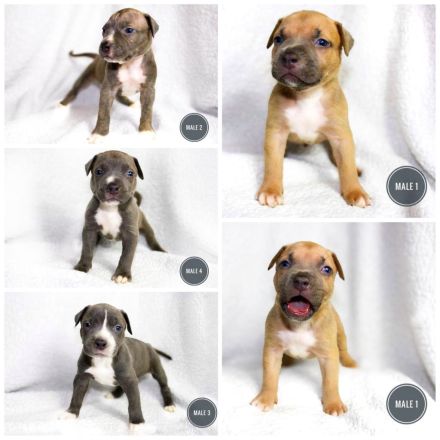 Weltklasse American Bully XL Welpen! (SCP/ICK/DPP)