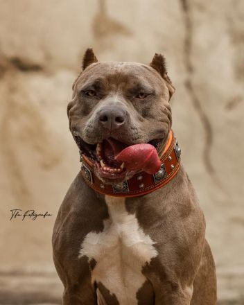 Weltklasse American Bully XL Welpen! (SCP/ICK/DPP)