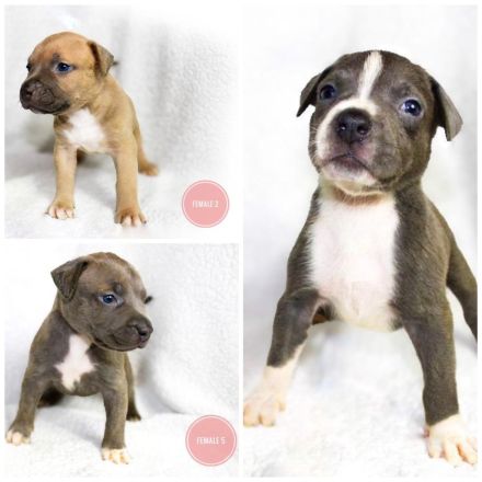 Weltklasse American Bully XL Welpen! (SCP/ICK/DPP)