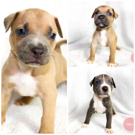 Weltklasse American Bully XL Welpen! (SCP/ICK/DPP)