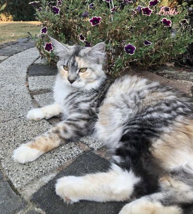 BELLA, 2,5 Jahre, MCO mit Stammbaum ab April auszugsbereit.