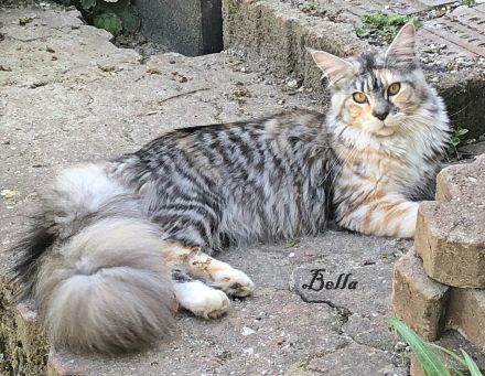 BELLA, 2,5 Jahre, MCO mit Stammbaum ab April auszugsbereit.