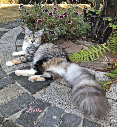 BELLA, 2,5 Jahre, MCO mit Stammbaum ab April auszugsbereit.