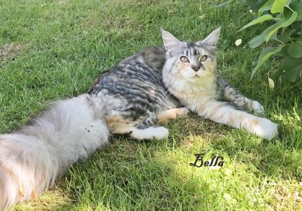 BELLA, 2,5 Jahre, MCO mit Stammbaum ab April auszugsbereit.