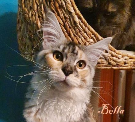 BELLA, 2,5 Jahre, MCO mit Stammbaum ab April auszugsbereit.