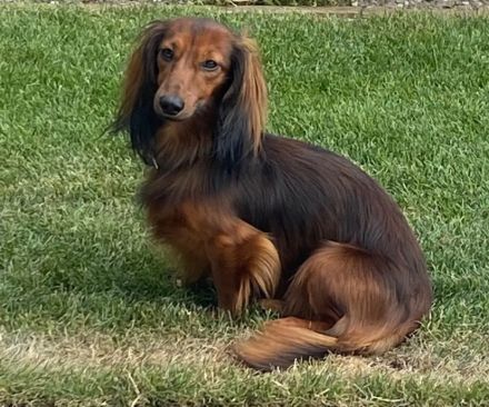 Zwerglanghaardackel Deckrüde