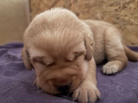 Labrador-Retriever Welpen in Foxred. Mit Ahnentafel!