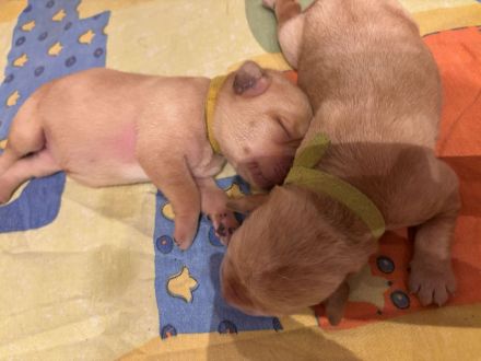 Labrador-Retriever Welpen in Foxred. Mit Ahnentafel!