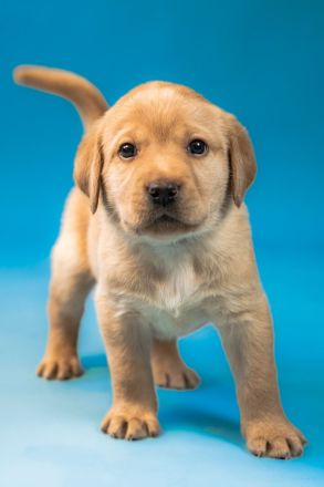 Nur noch vier Labrador-Retriever reinrassig in Foxred. Mit Ahnentafel!