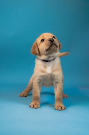 Nur noch vier Labrador-Retriever reinrassig in Foxred. Mit Ahnentafel!