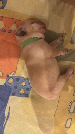 Labrador-Retriever Welpen in Foxred. Mit Ahnentafel!