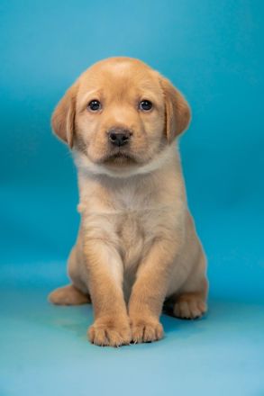 Nur noch vier Labrador-Retriever reinrassig in Foxred. Mit Ahnentafel!