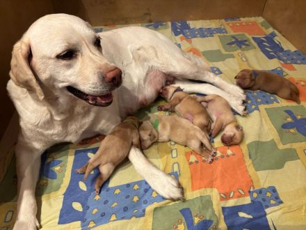 Labrador-Retriever Welpen in Foxred. Mit Ahnentafel!