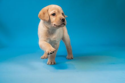 Nur noch vier Labrador-Retriever reinrassig in Foxred. Mit Ahnentafel!