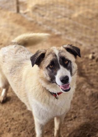 Aufenthaltsort: Griechenland/Tierheim Mirtofito Beschreibung: Smilla sucht Traumzuhause!