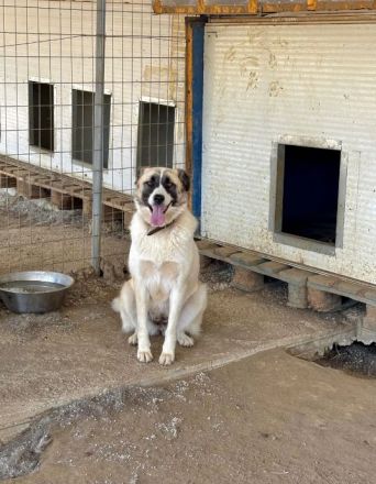Aufenthaltsort: Griechenland/Tierheim Mirtofito Beschreibung: Smilla sucht Traumzuhause!