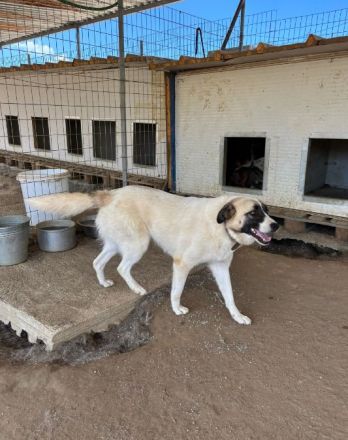 Aufenthaltsort: Griechenland/Tierheim Mirtofito Beschreibung: Smilla sucht Traumzuhause!
