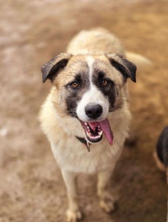 Aufenthaltsort: Griechenland/Tierheim Mirtofito Beschreibung: Smilla sucht Traumzuhause!