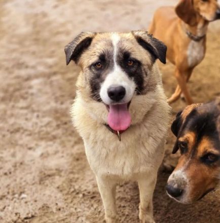Aufenthaltsort: Griechenland/Tierheim Mirtofito Beschreibung: Smilla sucht Traumzuhause!