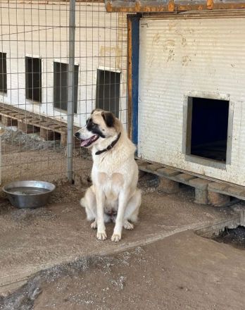 Aufenthaltsort: Griechenland/Tierheim Mirtofito Beschreibung: Smilla sucht Traumzuhause!