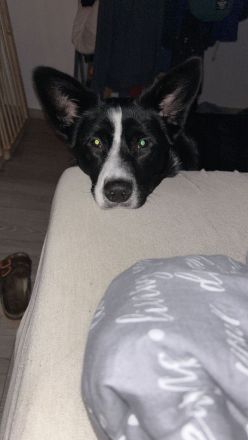 Benno sucht dringend neues Zuhause