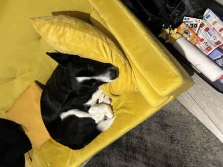 Benno sucht dringend neues Zuhause