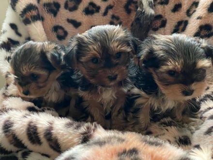 Wunderschöne Reinrassige Mini Yorkshire Terrier Welpen