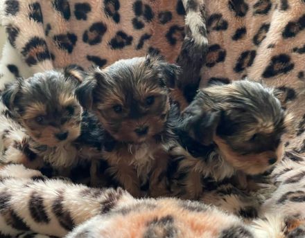 Wunderschöne Reinrassige Mini Yorkshire Terrier Welpen