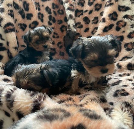 Wunderschöne Reinrassige Mini Yorkshire Terrier Welpen