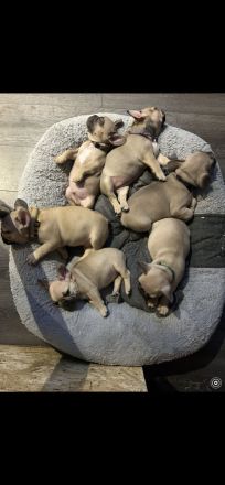 französische bulldogge reinrassig