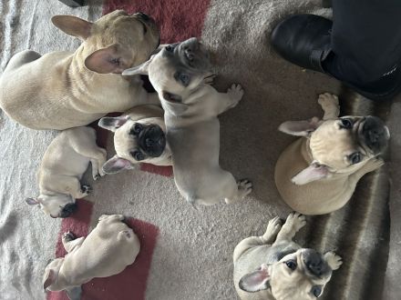 französische bulldogge reinrassig