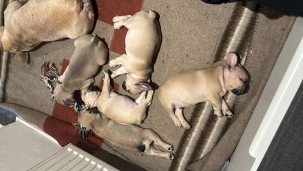 französische bulldogge reinrassig