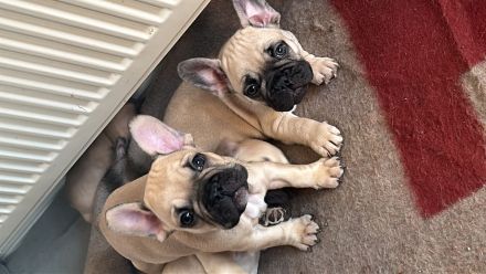 französische bulldogge reinrassig