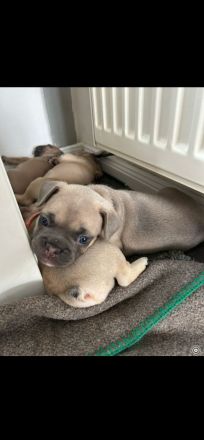 französische bulldogge reinrassig