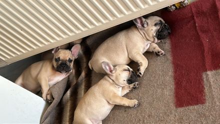 französische bulldogge reinrassig