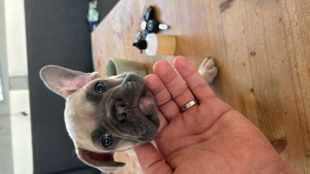 französische bulldogge reinrassig