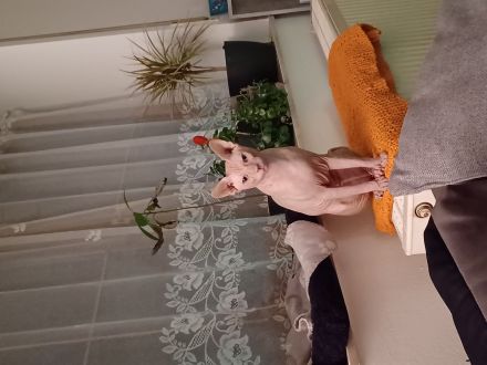 Deckkater Sphynx