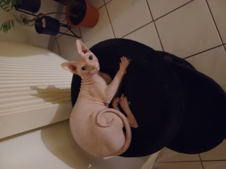Deckkater Sphynx