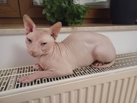 Deckkater Sphynx