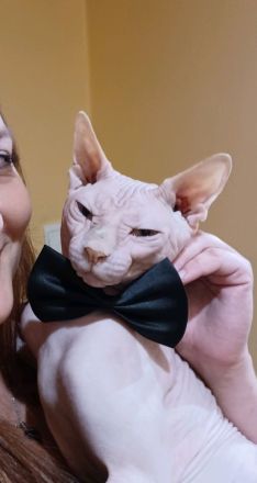 Deckkater Sphynx