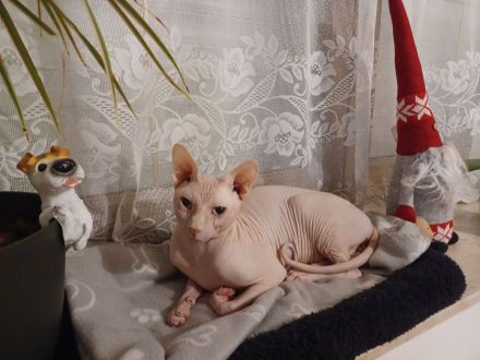 Deckkater Sphynx